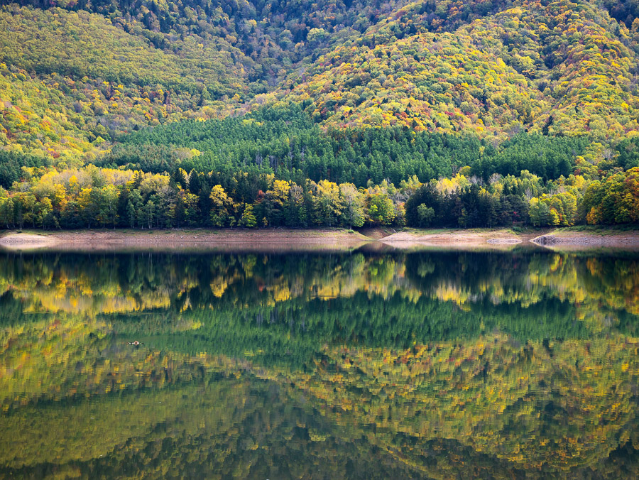 Autumn Color Mirror Image