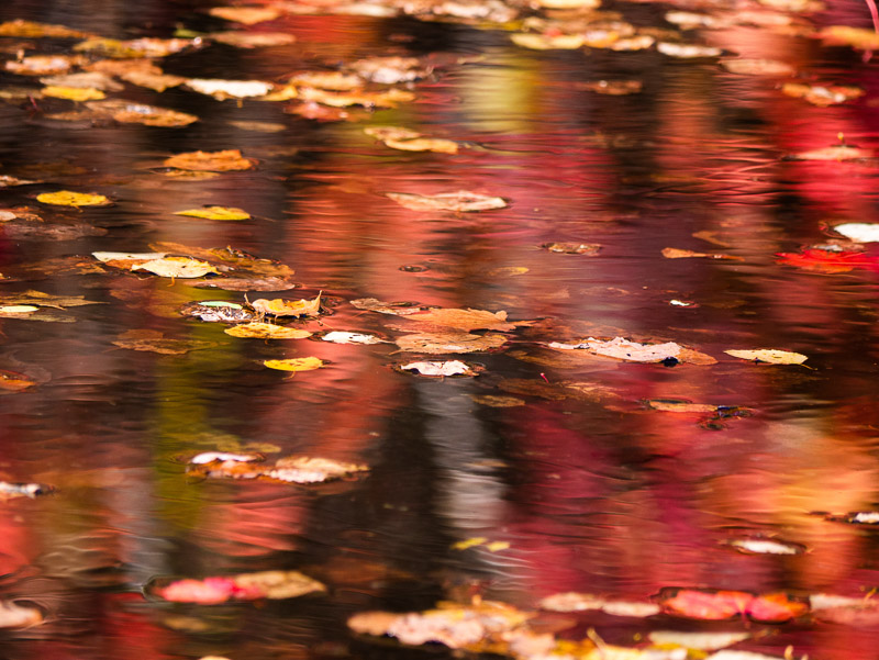 Autumn Color Reflection