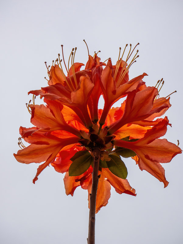 Backlit Corolla of Orange Azalea