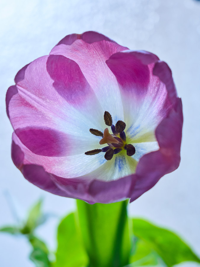 Backlit Pale Glowing Young Tulip