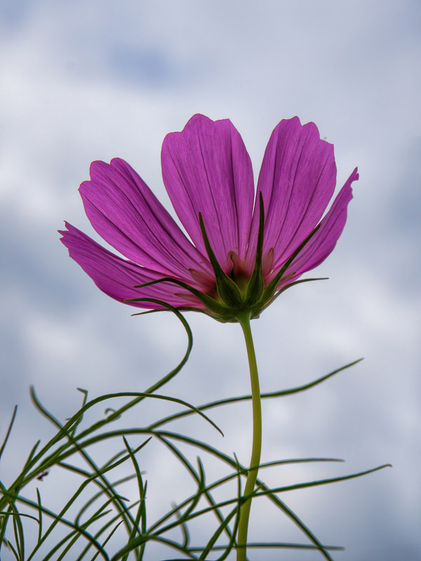 Backlit Pink Cosmos