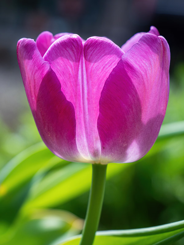 Backlit Rose Plump Tulip