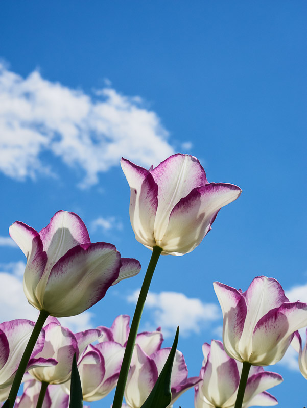 Backlit Tulip under the Sun