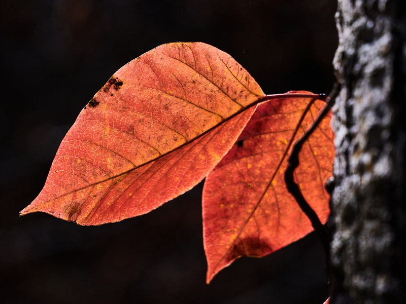 Backlit Two Fall Leaves