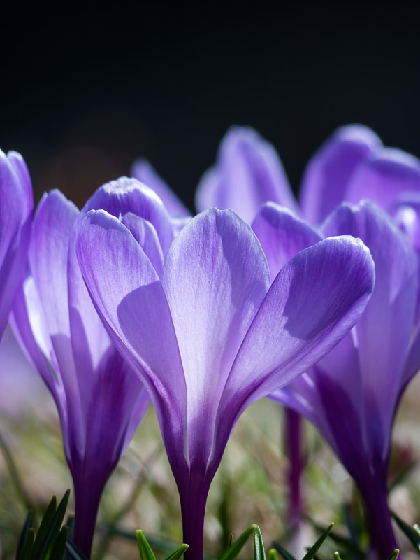 Backlit Violet Crocus