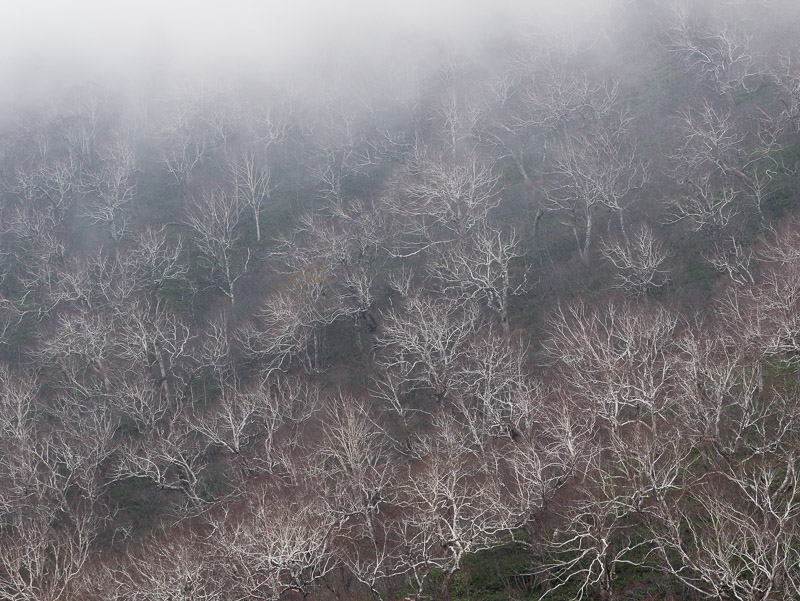 Bare Erman's Birch Under the Fog