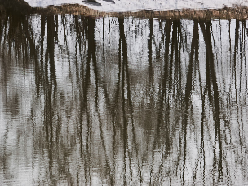 Bare Tree Rippled Shadow