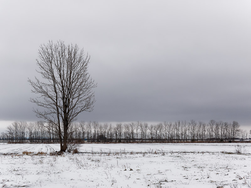 Bare Tree under Wintry Sky