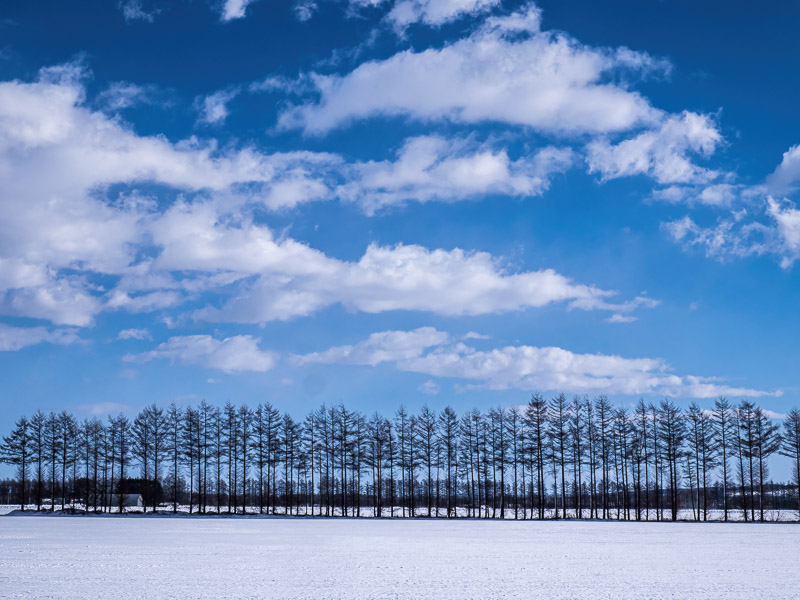 Bare Trees on Snow Field