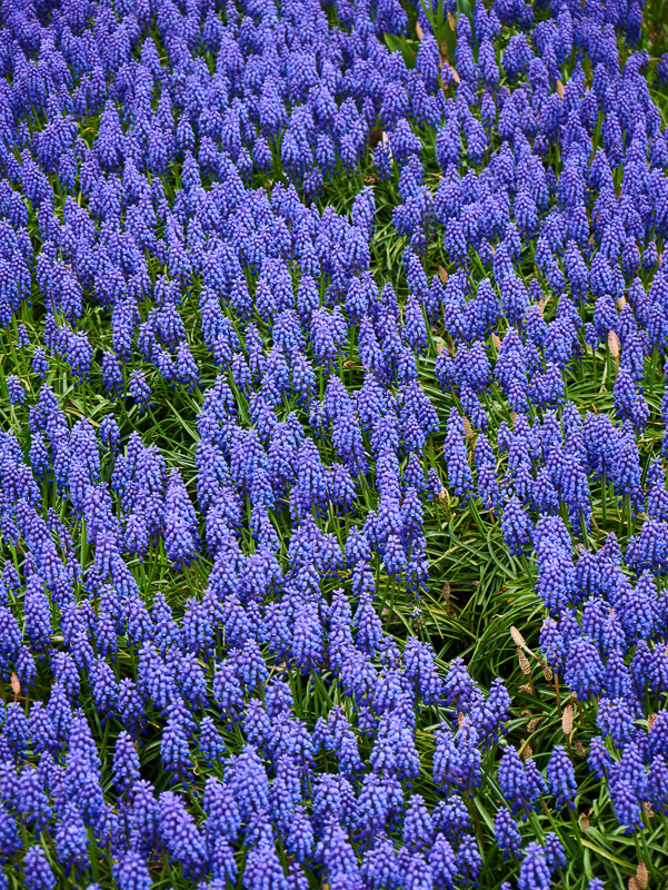 Blanket of Violet Muscari