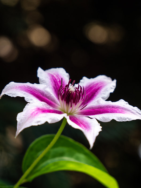 Bloom of Young Clematis