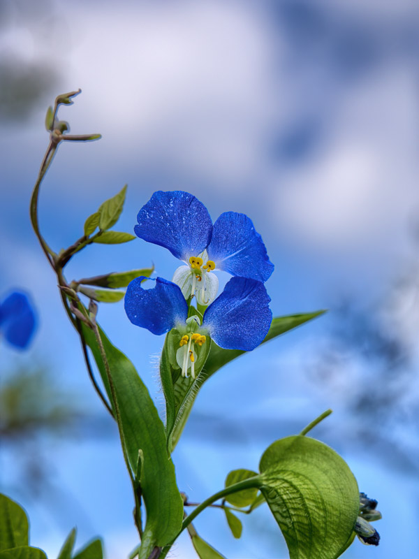 Blue Asiatic Dayflower