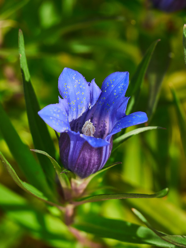 Blue Autumn Bellflower