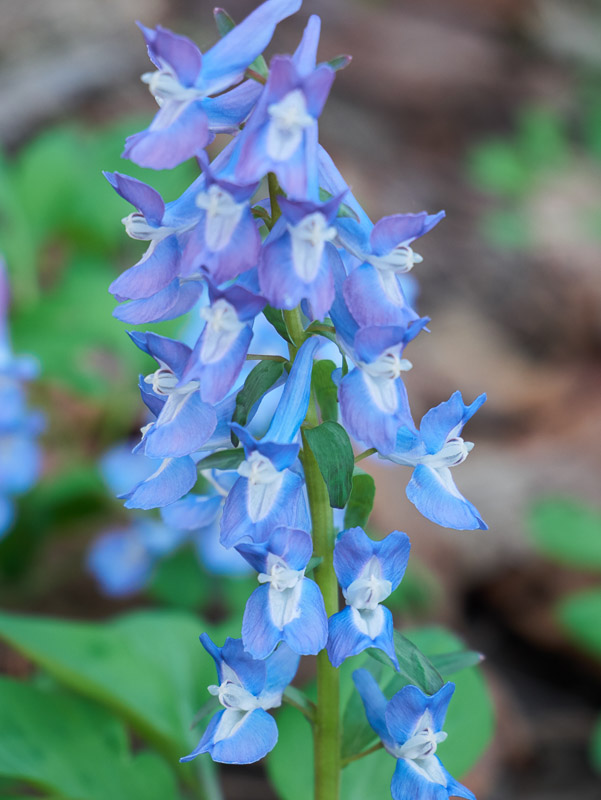 Blue Corydalis Yezo-engosaku