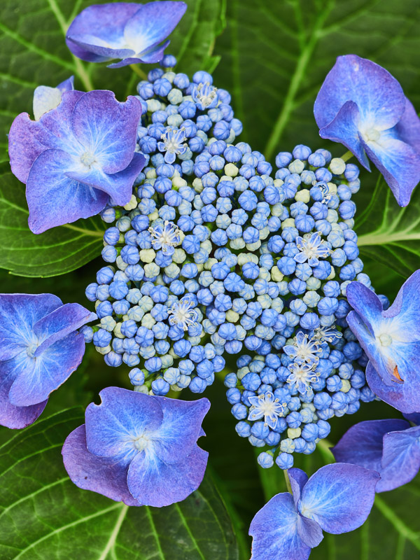 Blue Lacecap Hydrangea