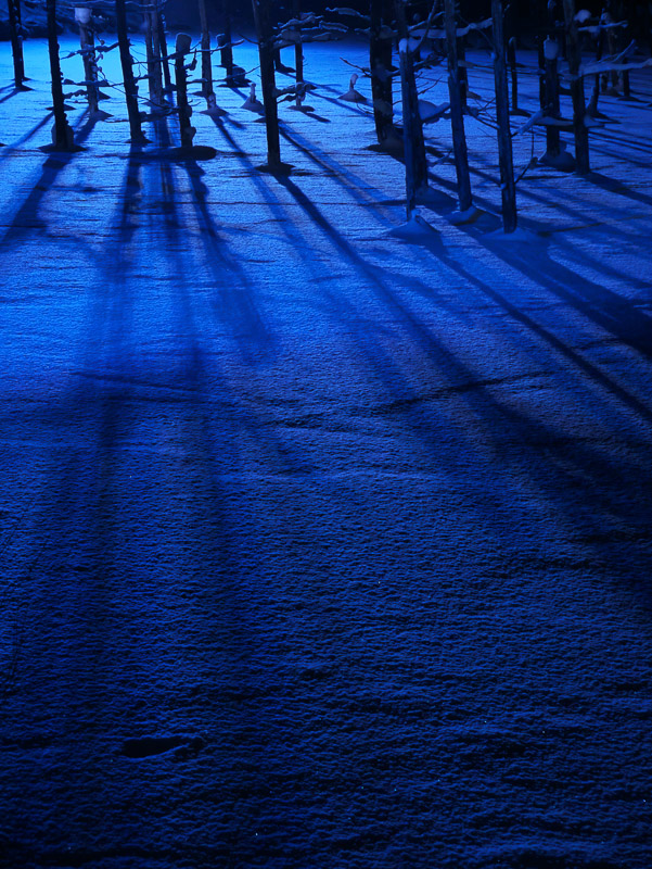 Blue Light and Shadow on Blue Pond