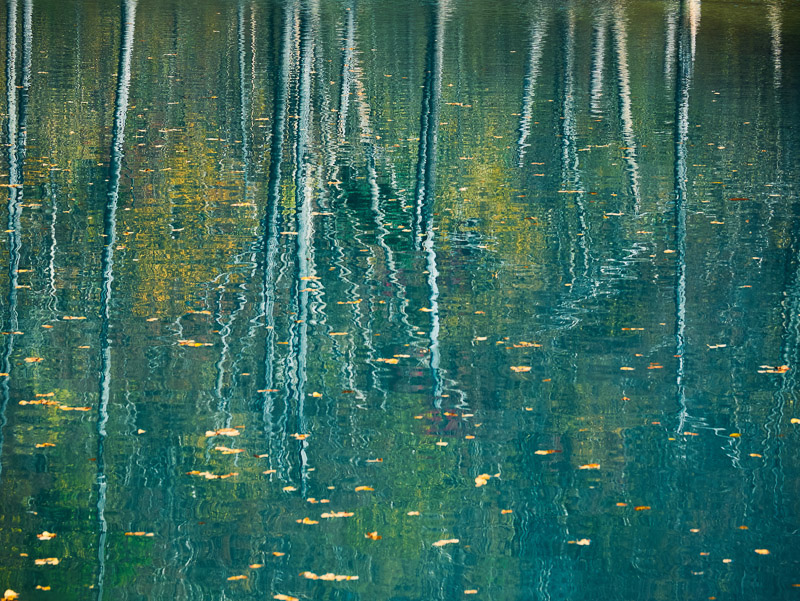 Blue Reflections of Bare Trees