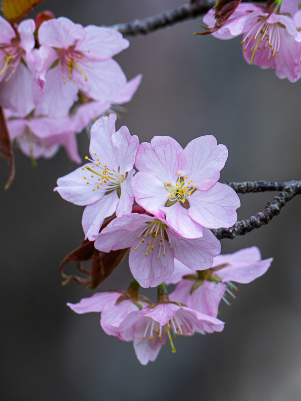 Blushing Cherry Blossoms