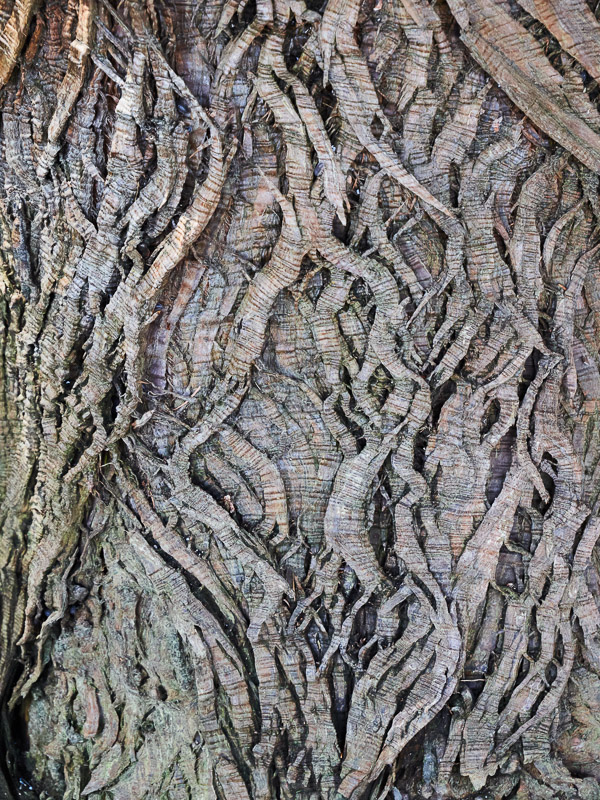 Braided Tree Bark