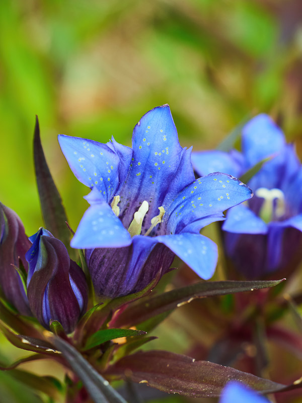 Bright Autumn Blue Bellflower