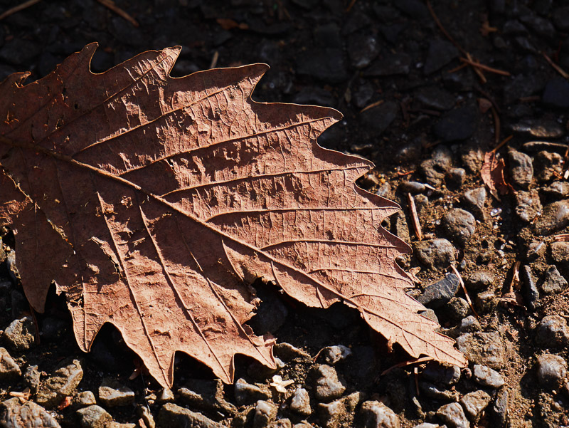 Brown Remains of Autumn Leaf