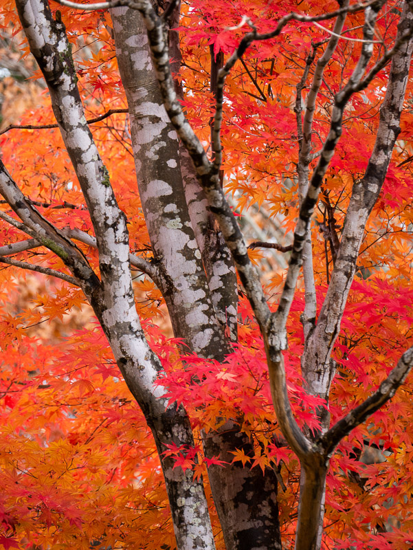 Burning Red Japanese Maple