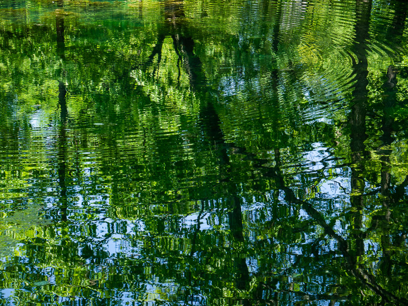 Calm Tree Reflection on Pond