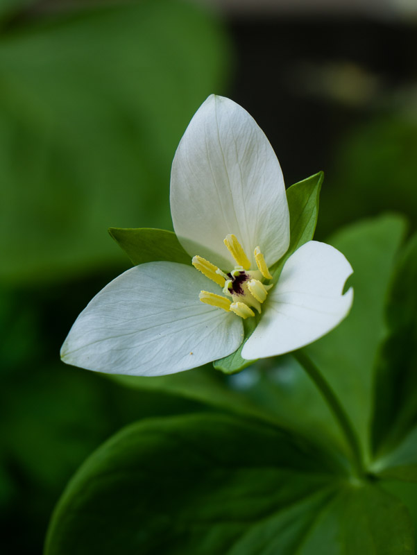 Charming White Trillium