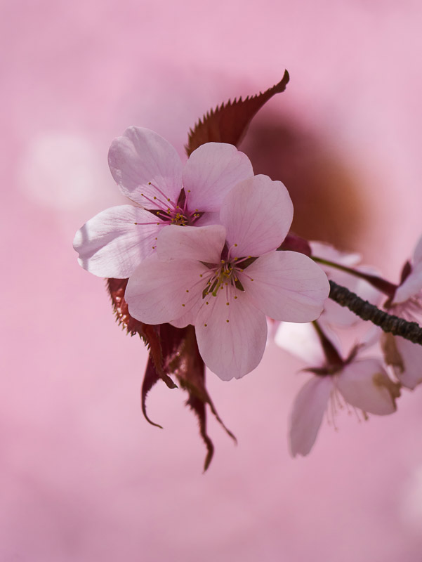 Cherry Blossom in Pink Atmosphere