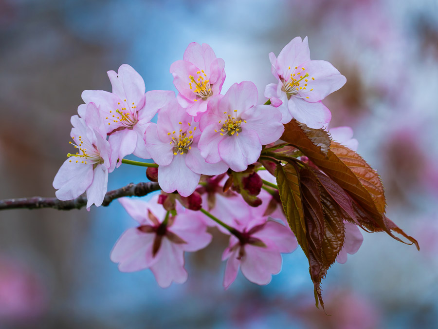 Cherry Blossoms of Japanese Style