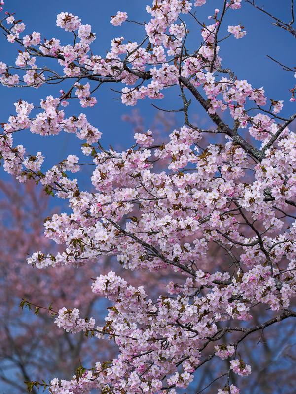 Cherry Blossoms under Dark Sky