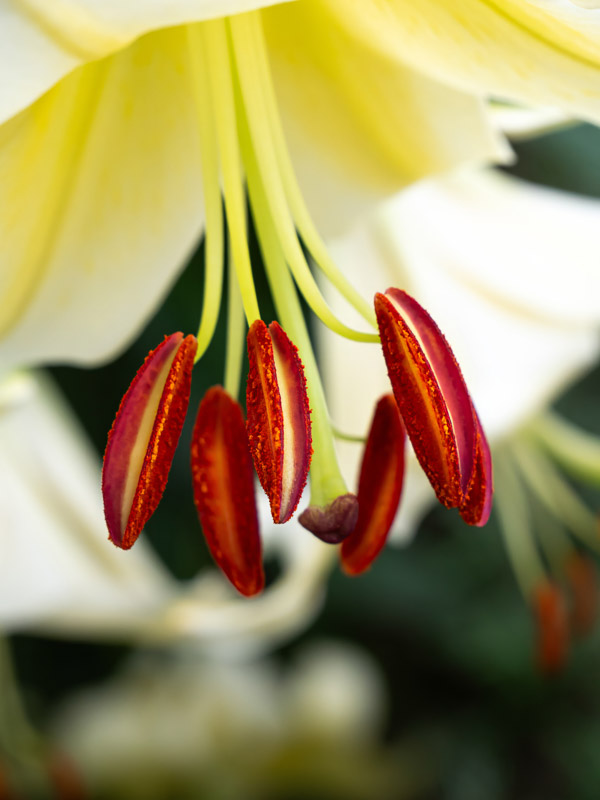 Chocolate cookie-like Lily Stamens