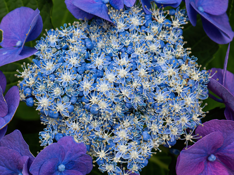 Clustered Lacecap Hydrangea