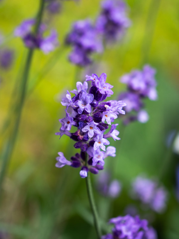 Compound Little Flowers of Lavendar