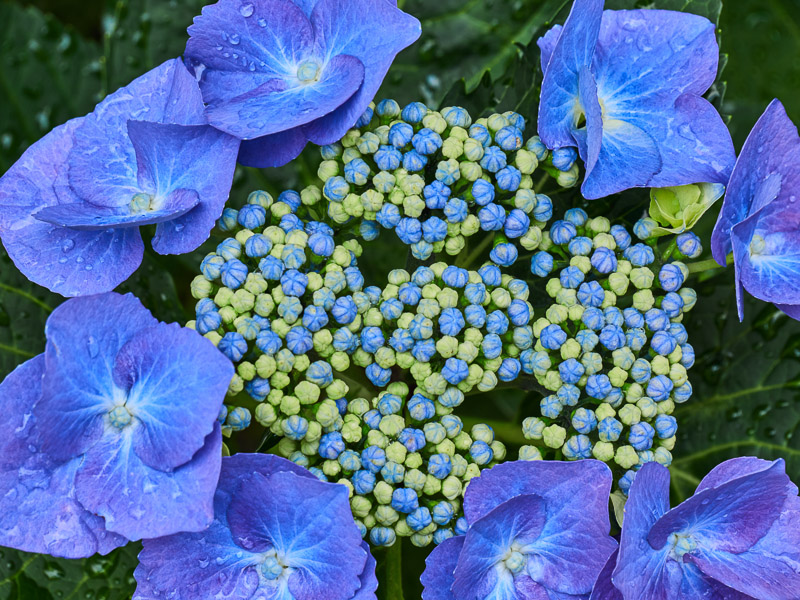 Coronal Blue Lacecap Hydrangea