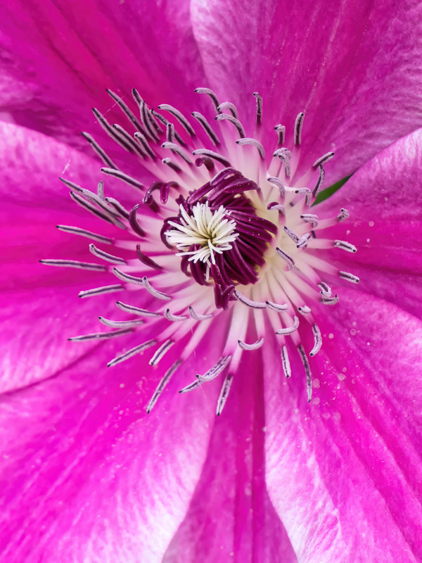 Coronal Heart of Pink Clematis