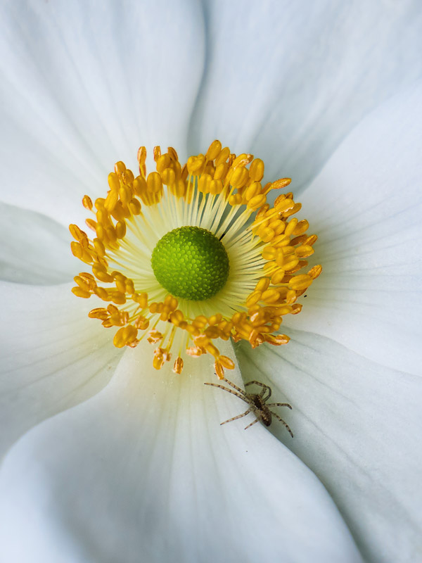 Crawling Spider to the Flower's Heart