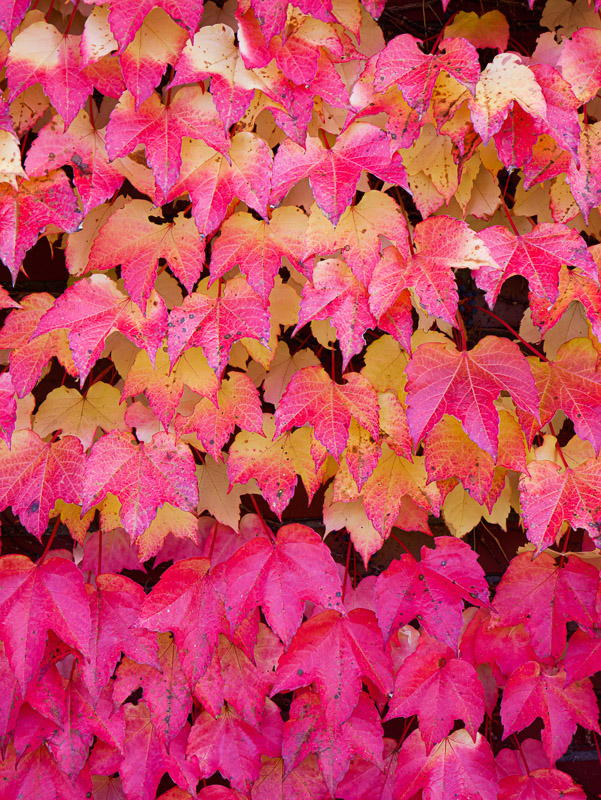 Crimson Gradation Ivy Leaves