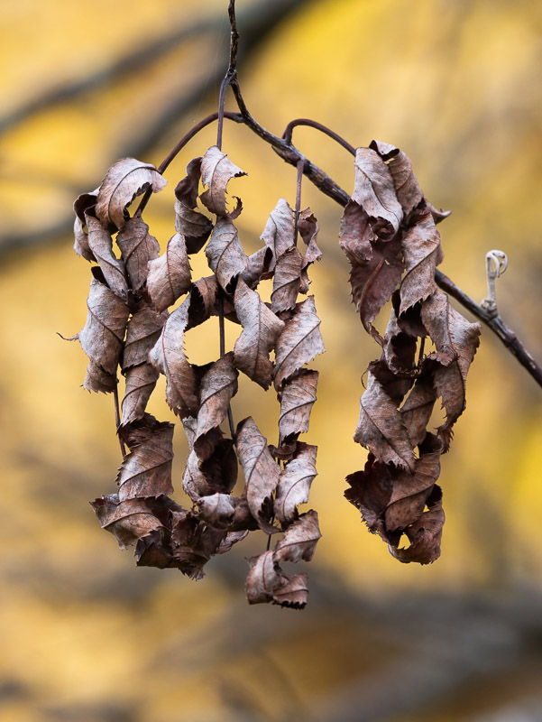 Crinkled and Blasted Leaves