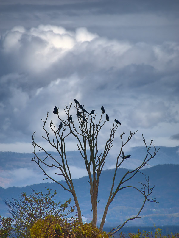 Crow Gang Perching on Bare Tree