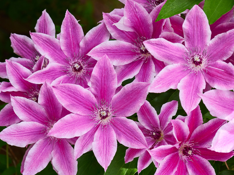 Crowded Six-petals Clematis