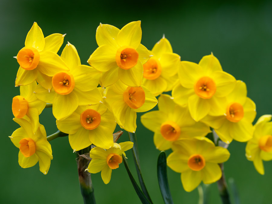 Crowded Tiny Yellow Daffodils