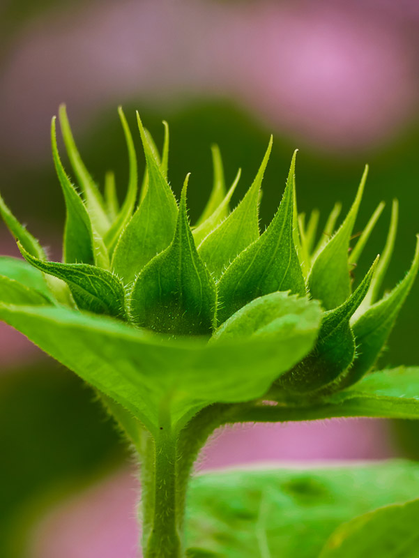 Crown of Sunflower Bud