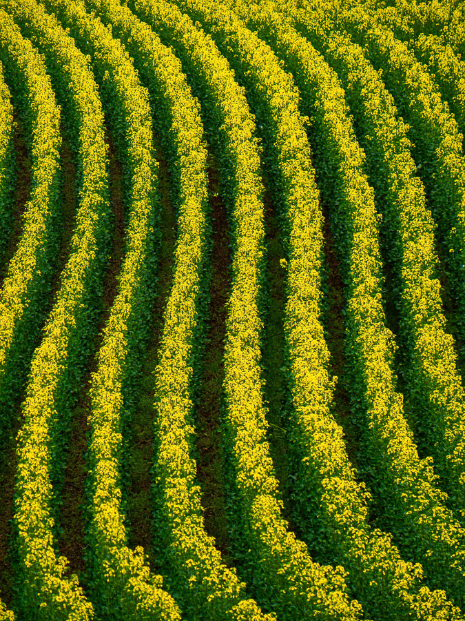 Curved Ridges of Rape Field