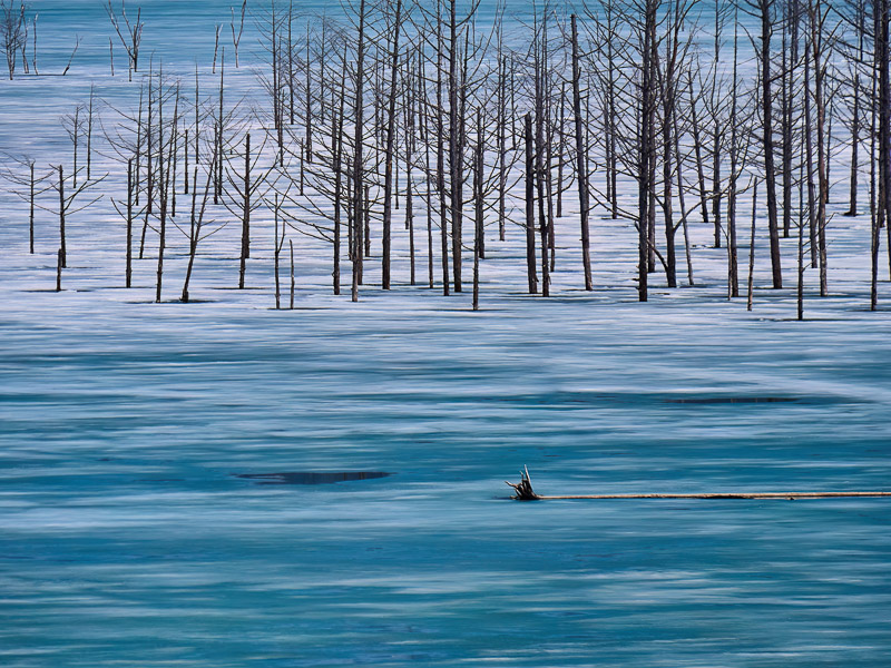 Dead Trees on Blue-green Freezing Lake