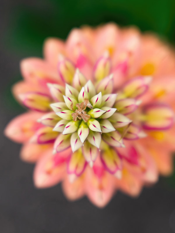 Decorative Star of Lupinus Ear