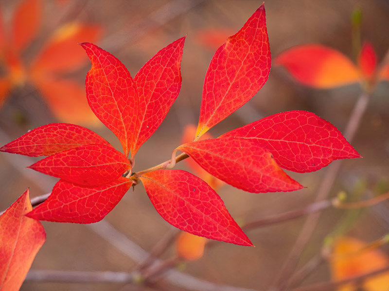 Deep Orange Fall Leaves