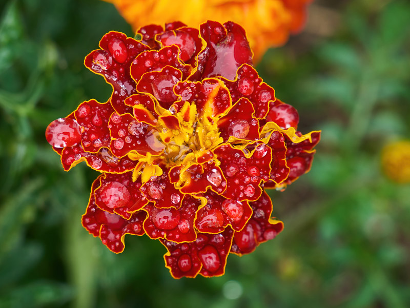 Deep Orange Marigold Wearing Waterdrops