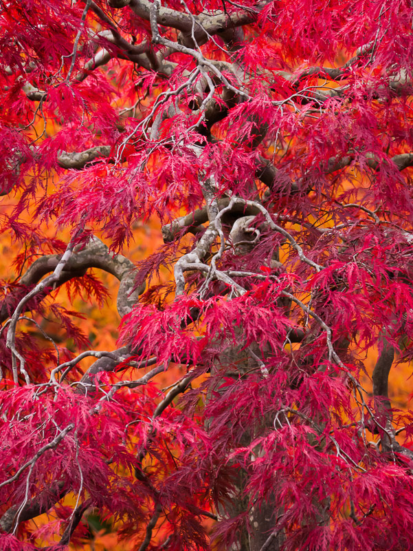 Deep Red Japanese Shidare Maple