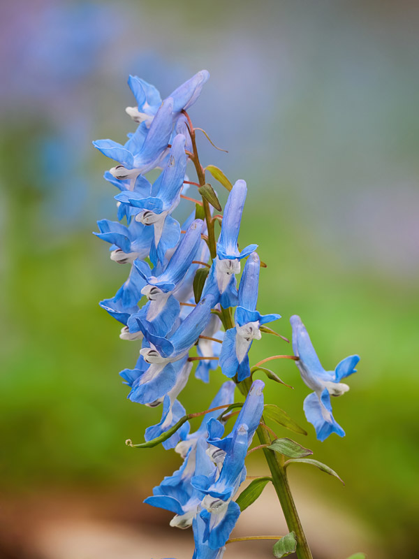 Delicate Blue Corydalis